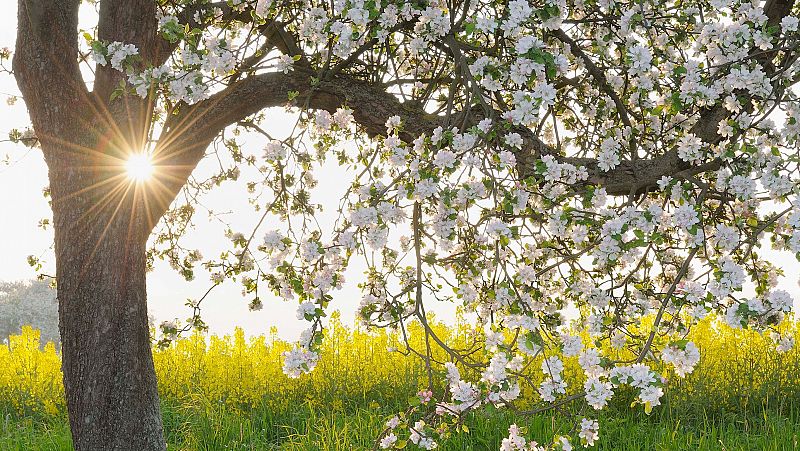 Por qu los rboles frutales florecen en primavera?