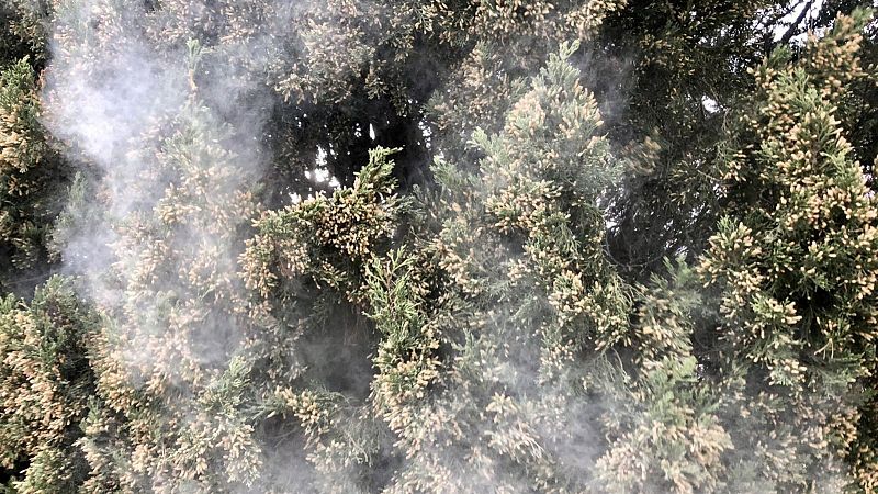 Temps de flors, però també d'al·lèrgies