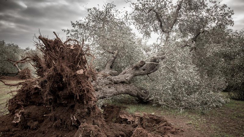 'Xylella fastidiosa', la devastadora bacteria que amenaza a olivos y cítricos españoles