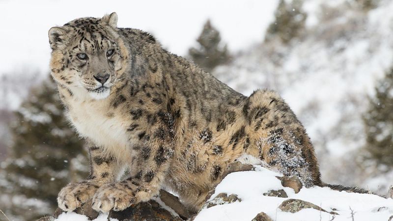 Llamada de emergencia para salvar al leopardo de las nieves