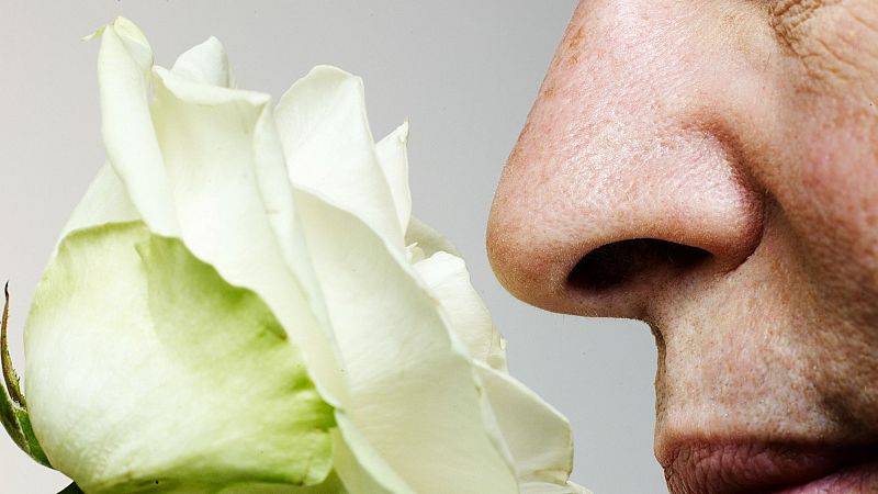 Curiosidades del sentido del olfato: Puedes transportarte mentalmente a travs de un olor?