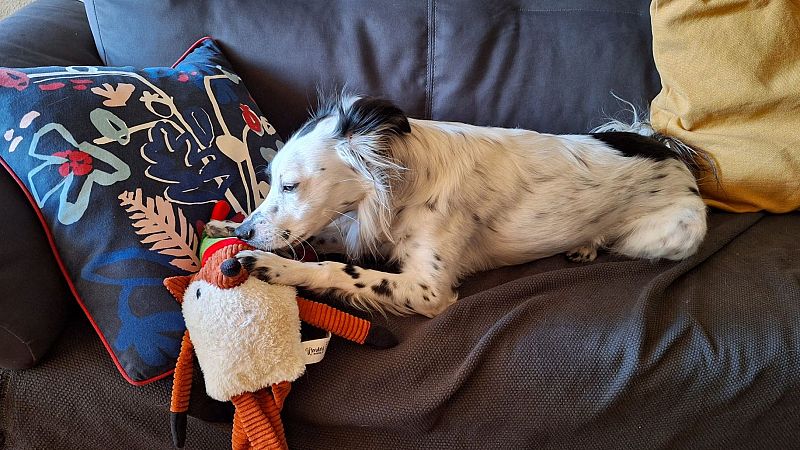 Cuidadores de mascotas, una alternativa más familiar para los que no pueden ir de vacaciones: "Están como en su casa"