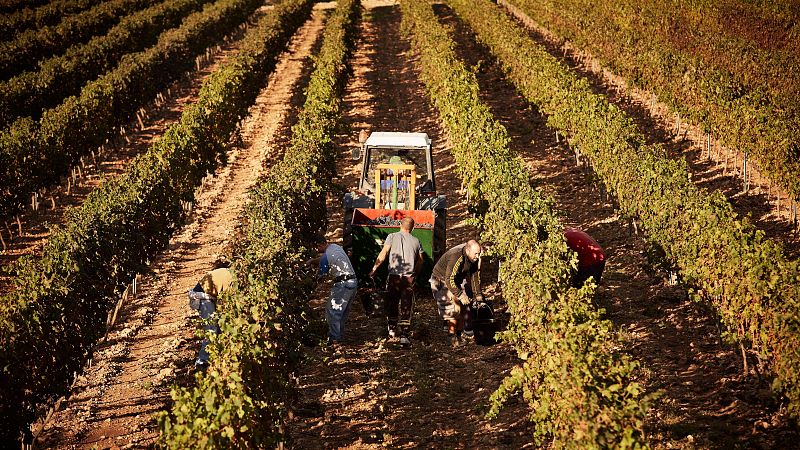 España busca en el extranjero temporeros para trabajar en el sector de la agricultura