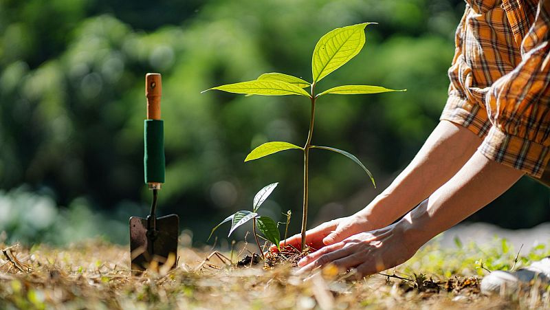 ¿Por qué las plantas siempre crecen hacia arriba?