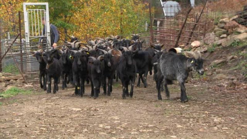 Controlando al rebao desde el sof de tu casa: La IA conquista a los pastores