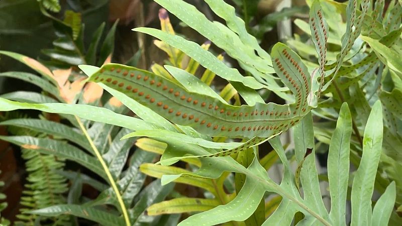Les falgueres: plantes que són fòssils vivents
