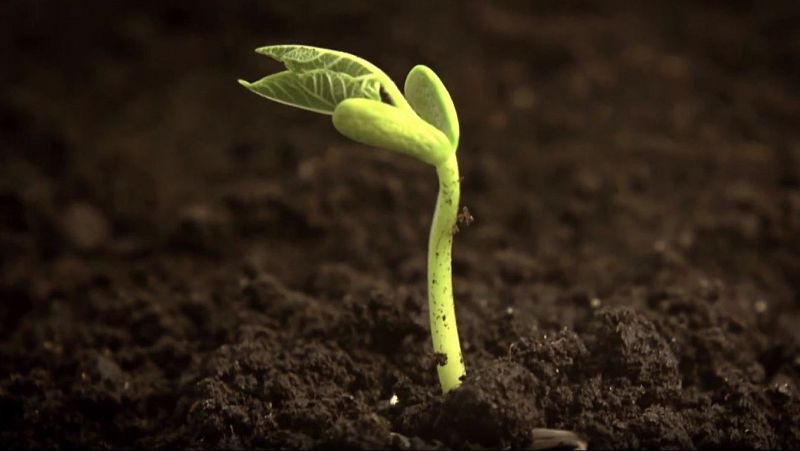 3 claves para entender por qu los tomates ya no saben a nada