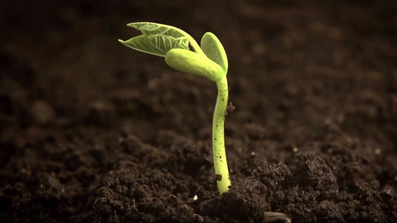 3 claves para entender por qué los tomates ya no saben a nada