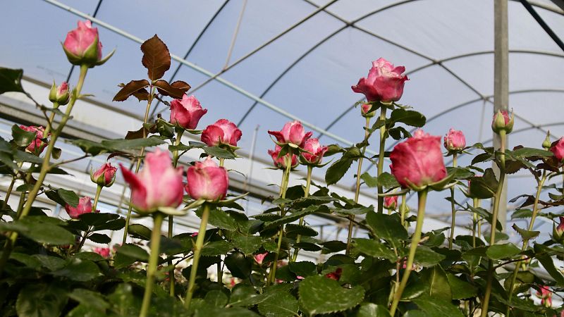 Com afectar el canvi climtic a l'aspecte de les roses de Sant Jordi?