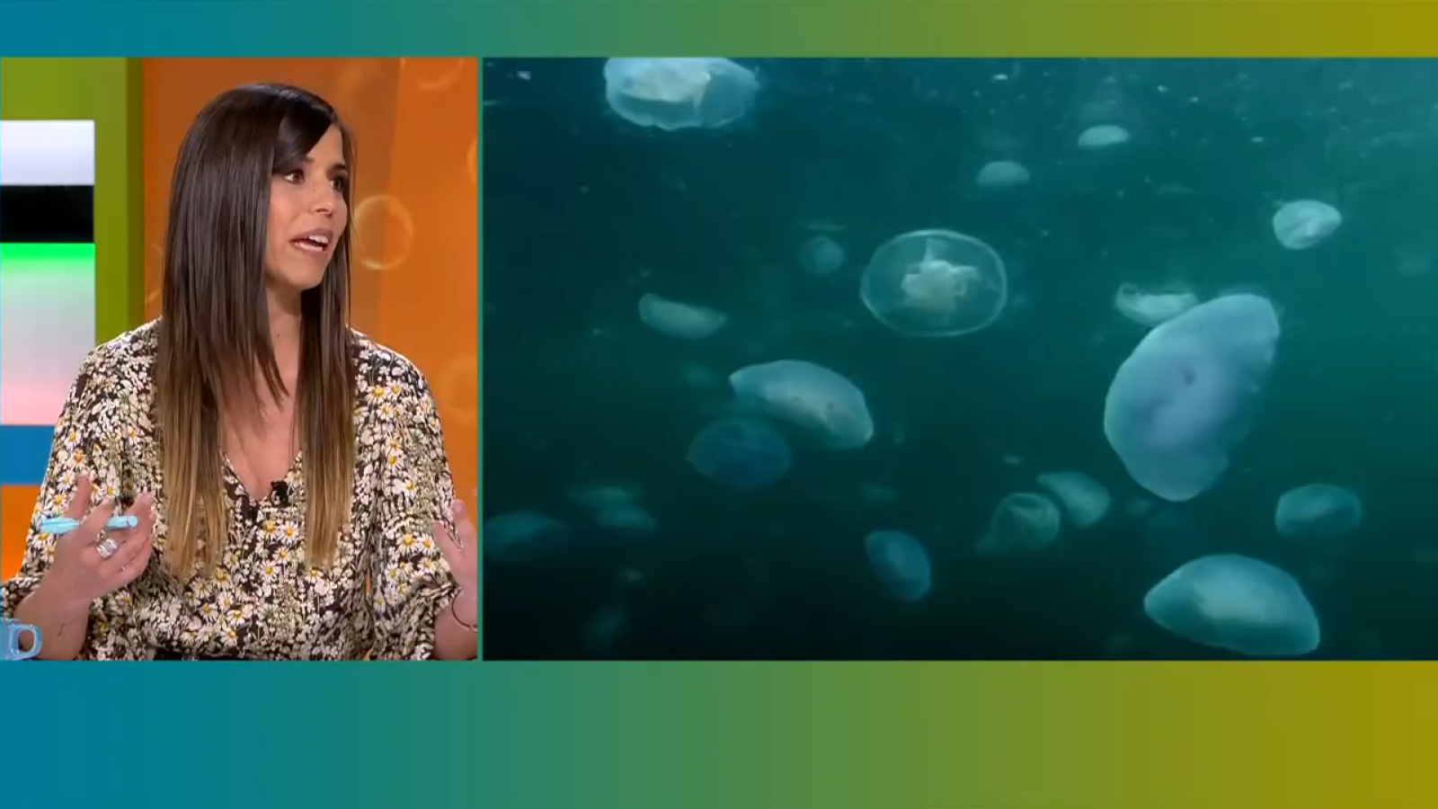 Hi ha més meduses? Què fem si ens piquen? | L'altaveu - L'altaveu | Veure