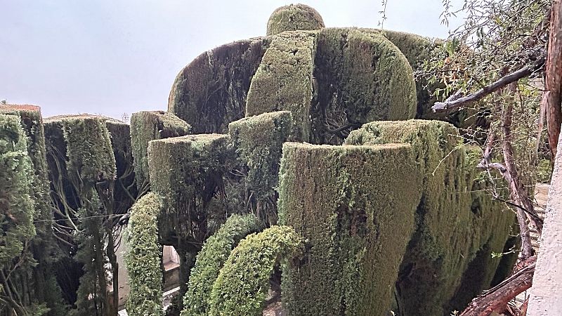 La Bailarina, una joya vegetal a descubrir en el carmen Rodríguez-Acosta de Granada