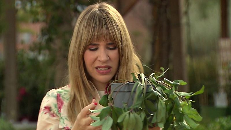 3 consells per evitar matar les teves plantes