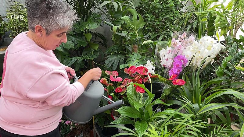 El lliri de la pau, una planta per a principiants
