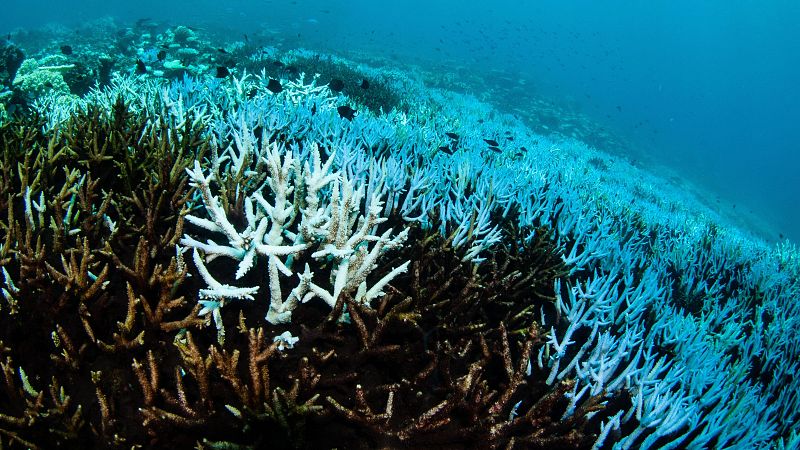 El 73% de la Gran Barrera de Arrecifes sufre el impacto del blanqueo masivo de corales