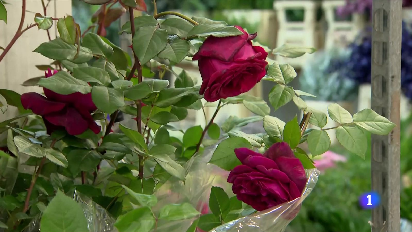 7 milions de roses per a Sant Jordi - L'Informatiu | Veure