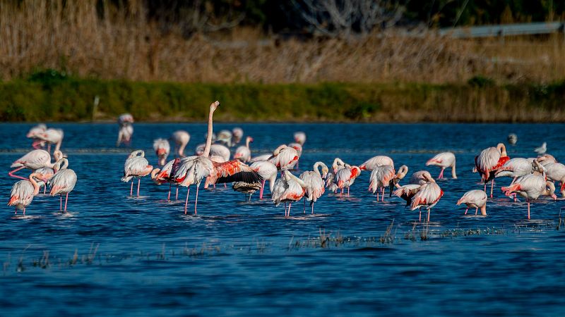 El ser humano está provocando "la sexta extinción masiva de especies": ¿cómo conservamos nuestra biodiversidad?