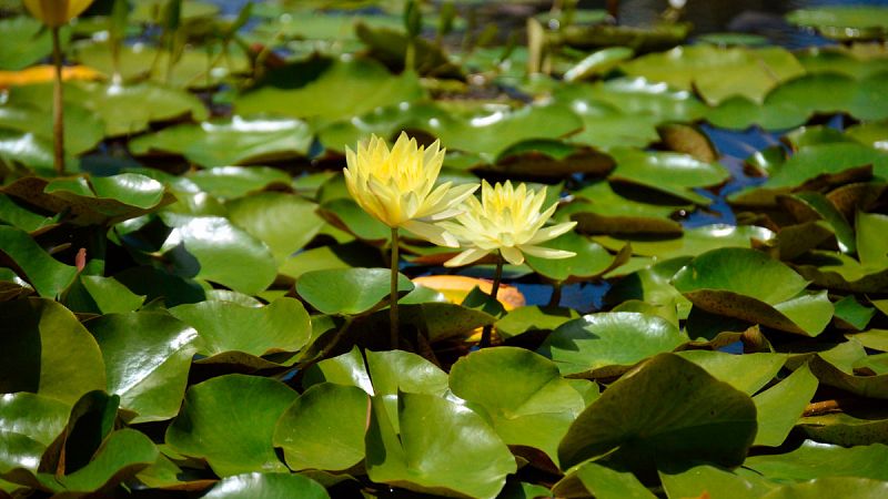 La temperatura y el riesgo de heladas determinan el tamaño de las hojas de las plantas, según un estudio