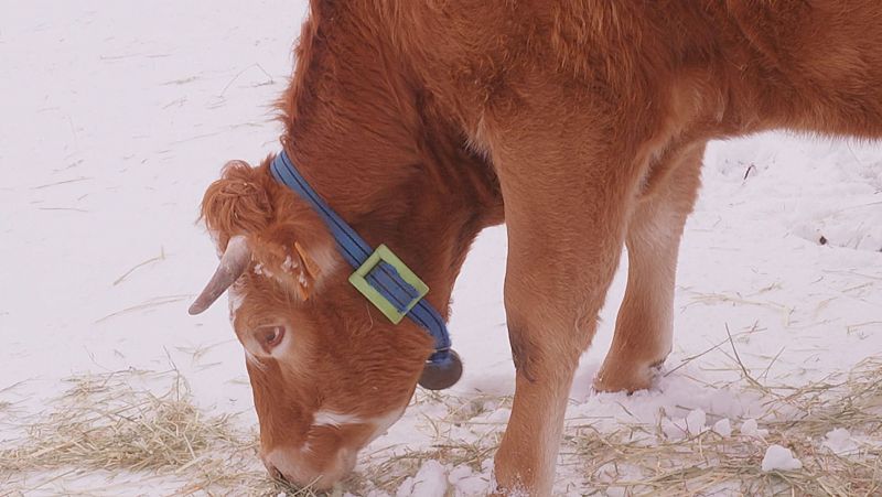 'Comando Actualidad 5.0' analiza el cambio en la ganadería, pesca y agricultura, en 'El internet de las cosas de comer'