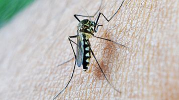 Imagen facilitada por la Junta de Andaluca del mosquito que transmite la fiebredel Nilo Occidental.