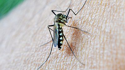 Imagen facilitada por la Junta de Andaluca del mosquito que transmite la fiebredel Nilo Occidental.