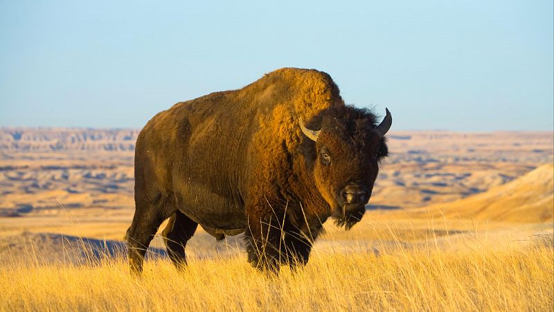 Bisontes europeos para prevenir incendios