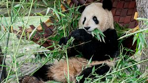 Uno de los pandas del zoo de Madrid en el acto institucional del programa de Conservacion Panda Gigante