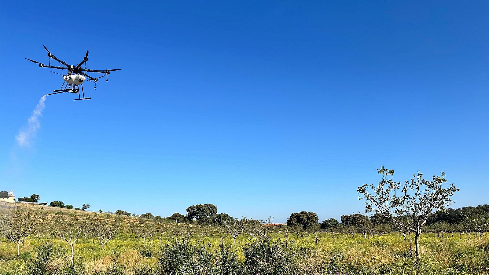 Drones para polinizar pistacheros
