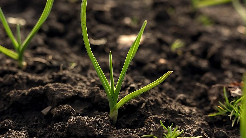 Cómo hacer abono casero para que tus plantas crezcan firmes y relucientes