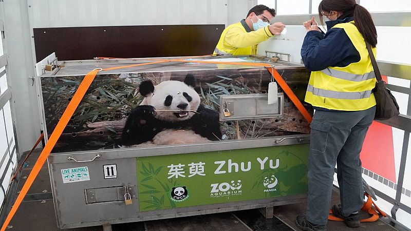 La nueva pareja de pandas aterriza en el Zoo de Madrid acompañada de un equipo de veterinarios y cuidadores