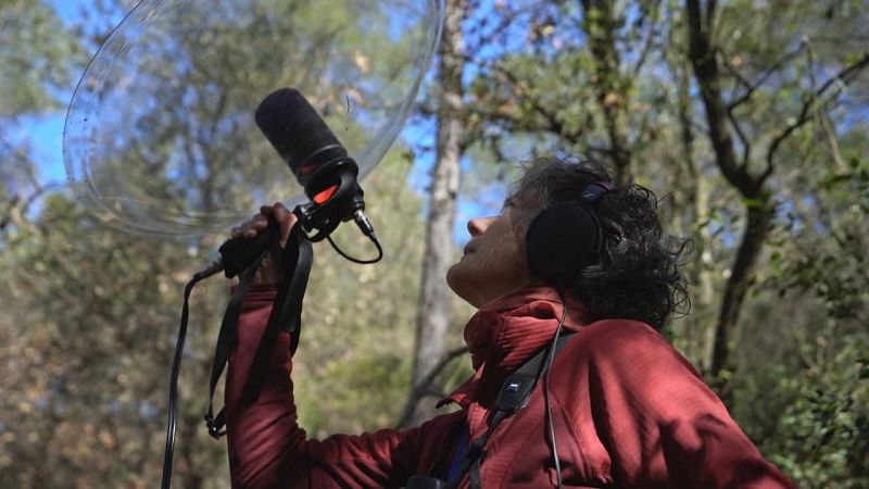 ¿Sabías que puedes hacer música con el canto de un grillo?