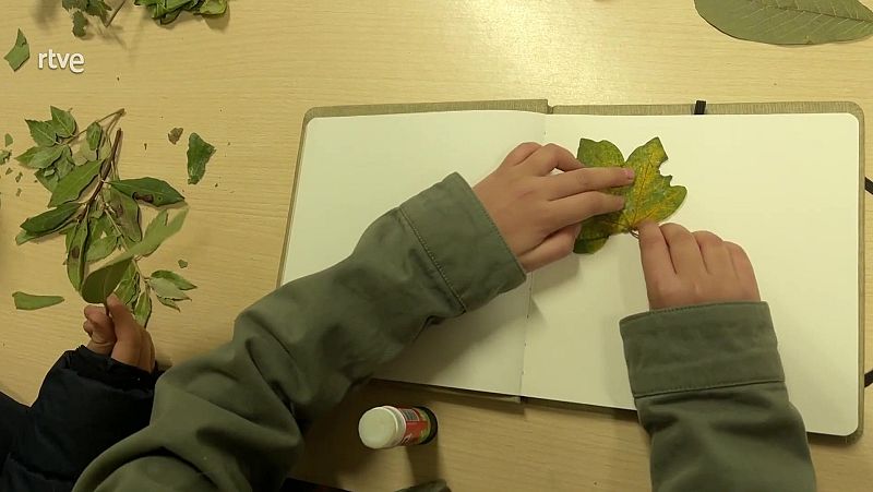 Fes el teu herbari per conèixer les plantes que t'envolten