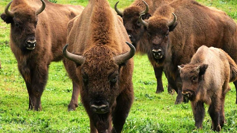 El bisonte, la especie amenazada que se adapta al clima mediterrneo del sur de Espaa