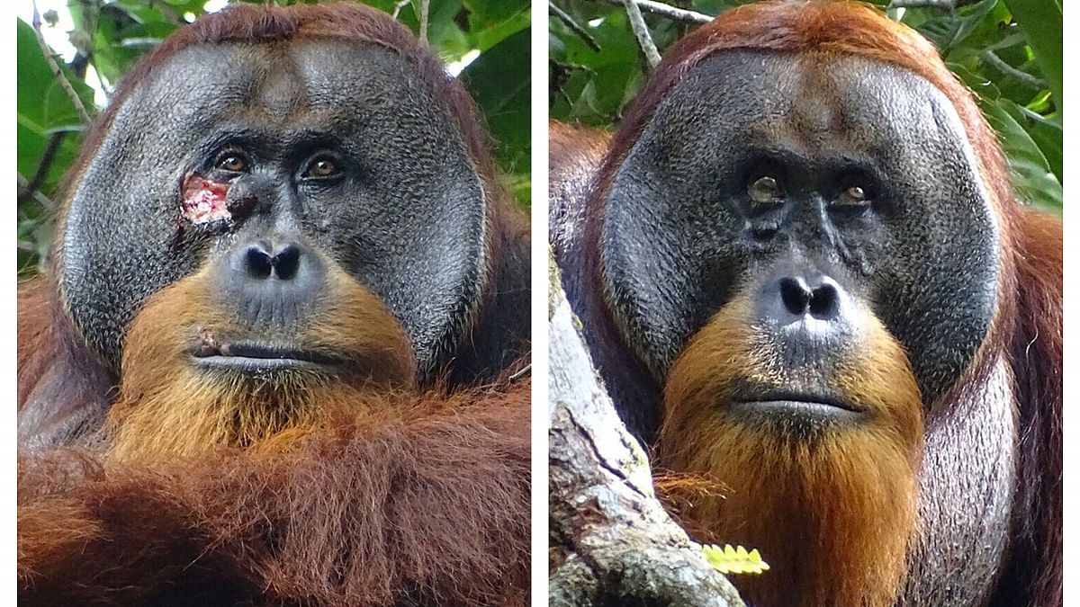 Un orangut�n, el primer animal al que ven curarse una herida con una planta medicinal