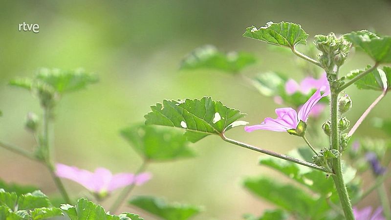 La malva, una flor medicinal i comestible