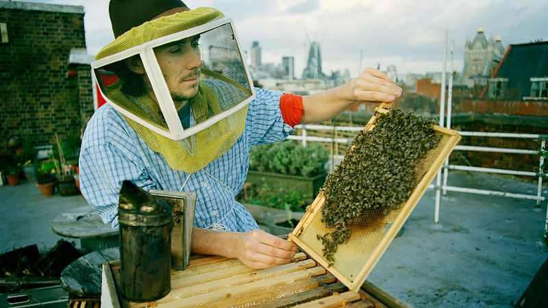 Colmenas en un bosque de hormig�n: las ciudades tambi�n son para las abejas