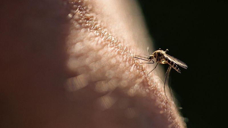 España detecta cerca de 800 nuevos casos de malaria importada al año