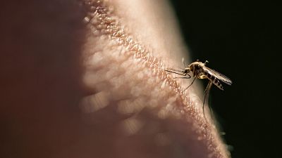 Espaa detecta 800 nuevos casos de malaria importada cada ao