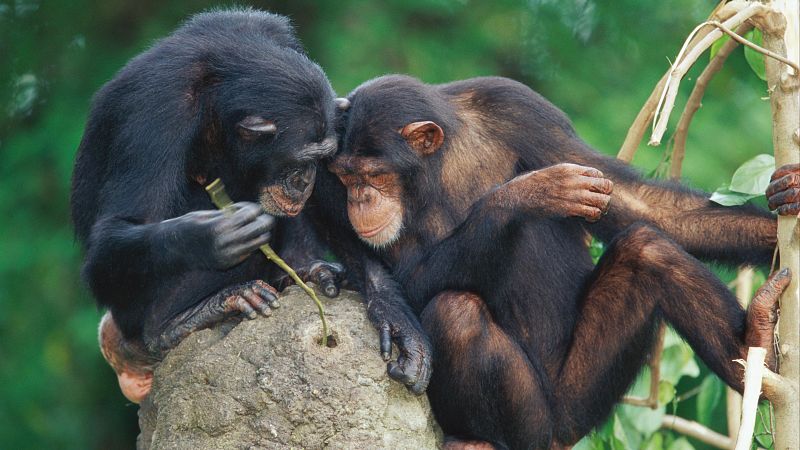 Los chimpancés perfeccionan su capacidad de aprendizaje a lo largo de la vida, según un estudio