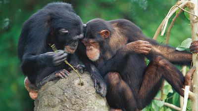 Los chimpancs perfeccionan su capacidad de aprendizaje a lo largo de la vida