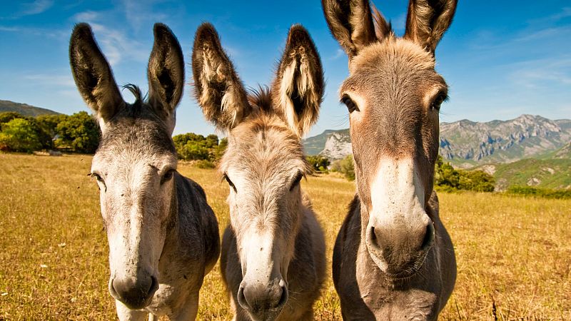 Día del Burro: curiosidades que no sabías de este animal