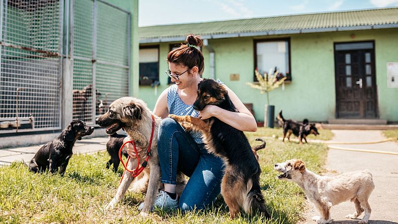 AdoptaMe, el proyecto universitario que se convirtió en una 'app' de éxito para adoptar mascotas