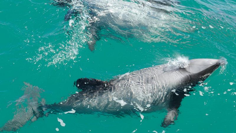 La población del delfín más pequeño del mundo ha disminuido un 80% desde 1970