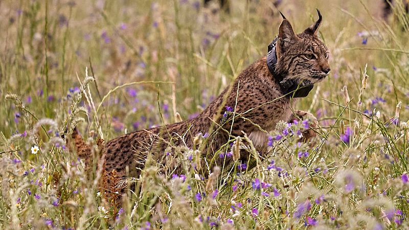 Dos nuevos linces ibricos puestos en libertad en la provincia de Toledo