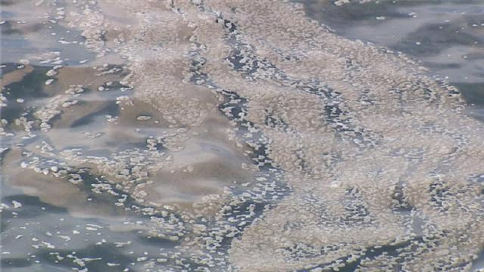 El afloramiento de microalgas se formó en el océano, y no guarda relación con los vertidos