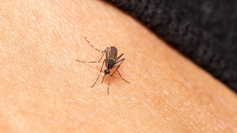 Curiosidades de los mosquitos: cunto viven?