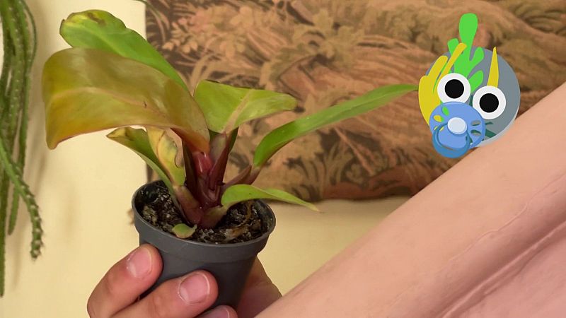 Com cultivar les "baby plants" a casa