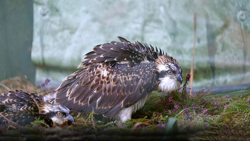 Irlanda, tras el rastro del águila pescadora