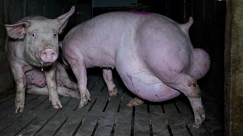 Denuncian por maltrato animal y condiciones insalubres a una granja porcina en Burgos