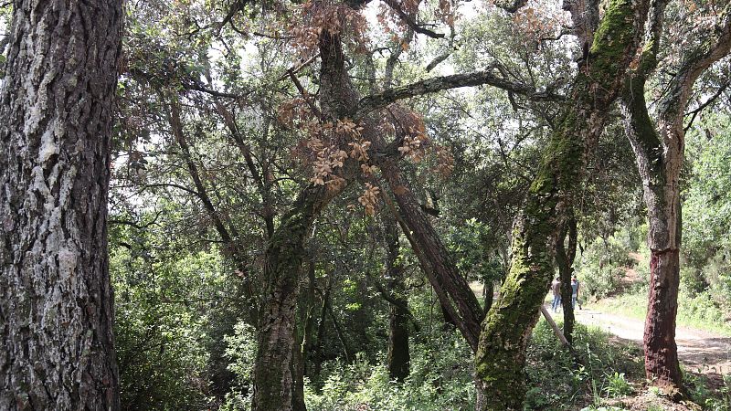 La sequera passa factura als boscos: cada cop moren més arbres