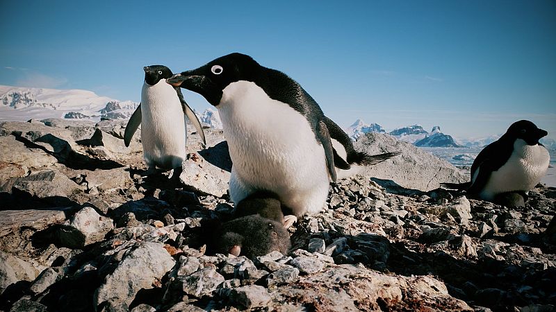 Sin caca no hay equilibrio: cómo las heces de pingüinos protegen el ecosistema antártico